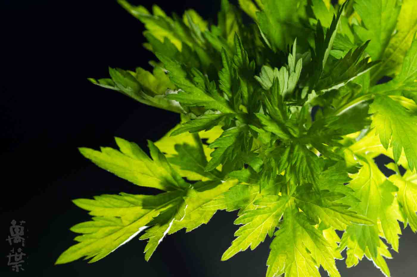 野草酵素萬葉[まんよう]の原材料よもぎ(蓬)