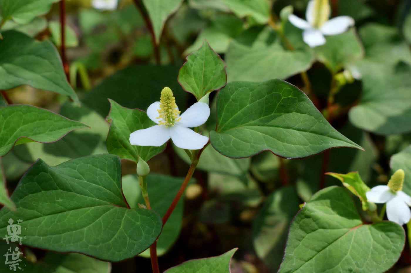 野草酵素萬葉[まんよう]の原材料どくだみ(蕺草)