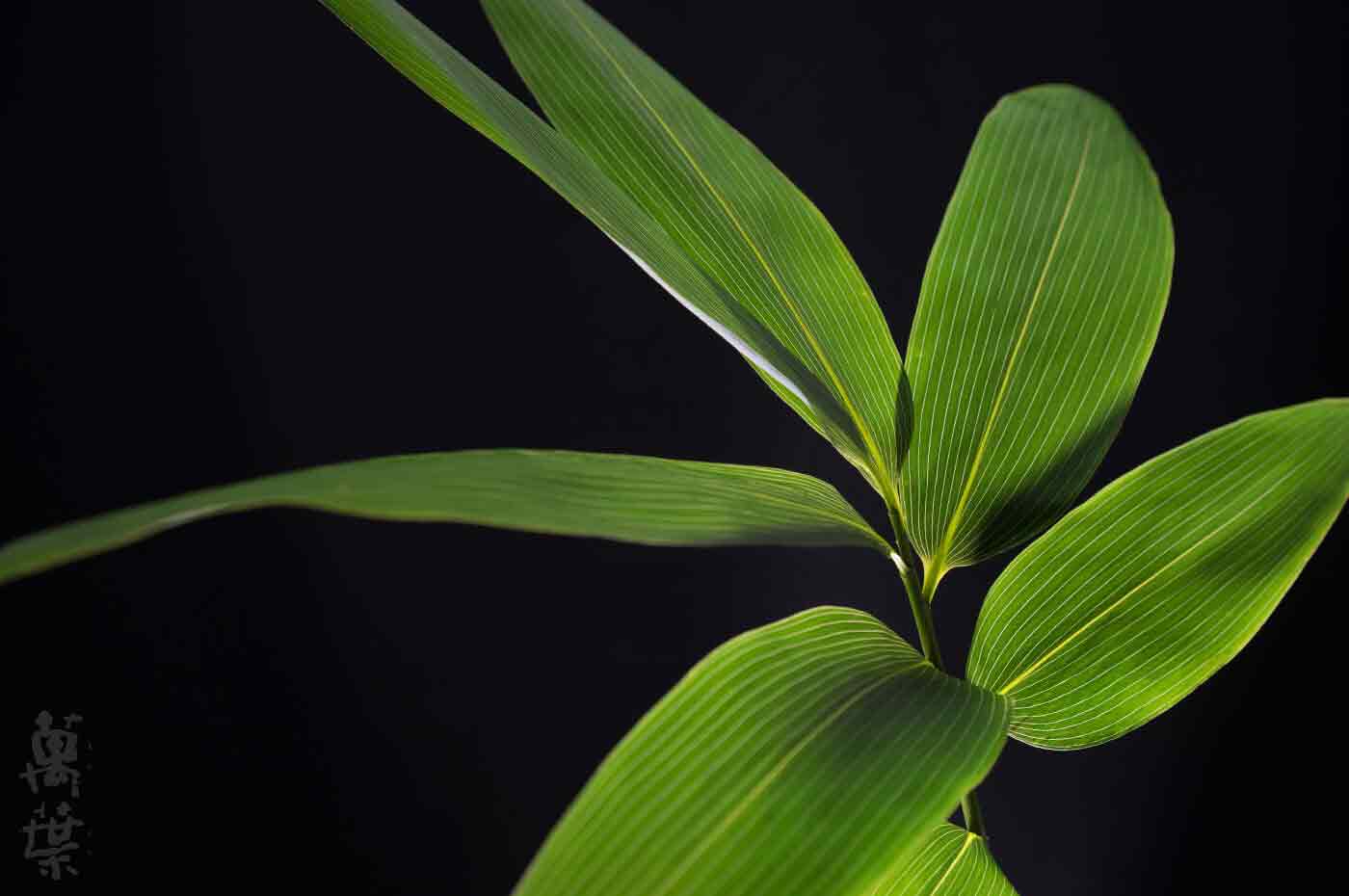 野草酵素萬葉[まんよう]の原材料くまざさ(隈笹)