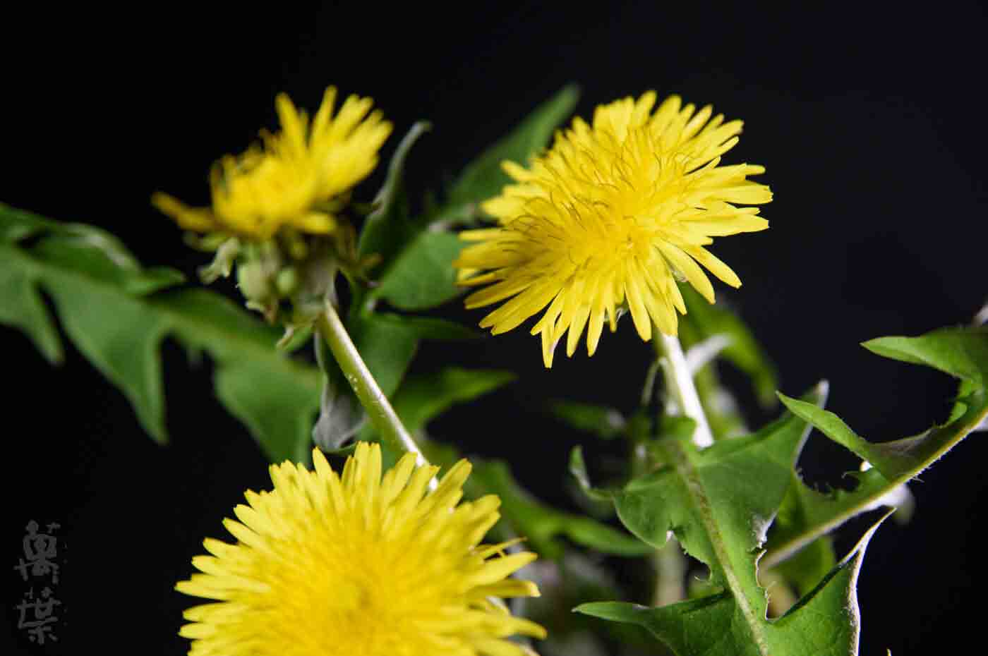 野草酵素萬葉[まんよう]の原材料たんぽぽ(蒲公英)