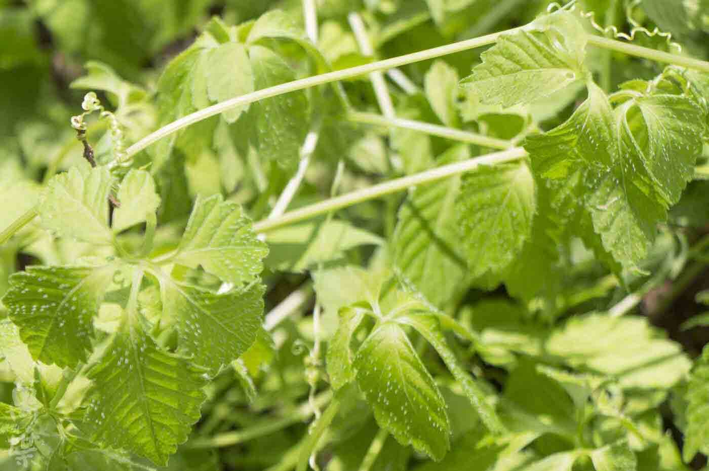 野草酵素萬葉[まんよう]の原材料あまちゃづる(甘茶蔓)