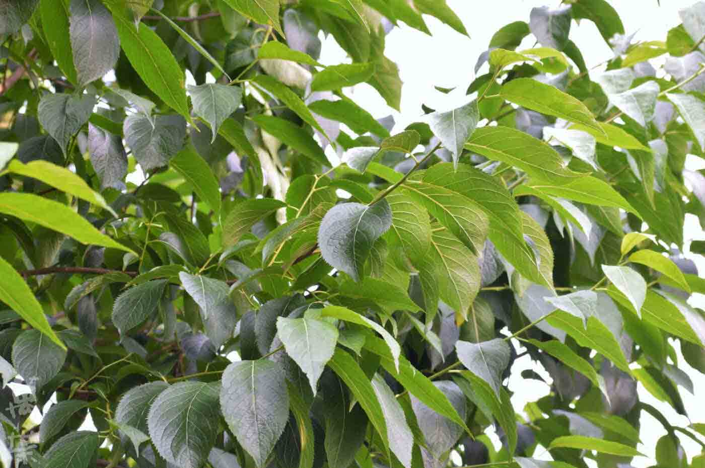 野草酵素萬葉[まんよう]の原材料とちゅうよう(杜仲葉)