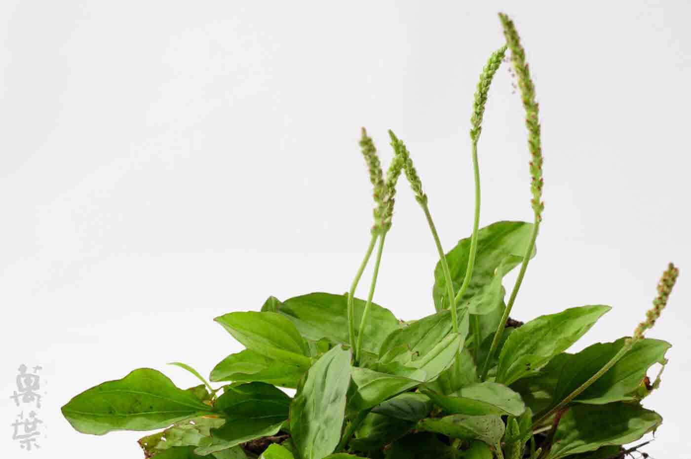 野草酵素萬葉[まんよう]の原材料おおばこ(大葉子)