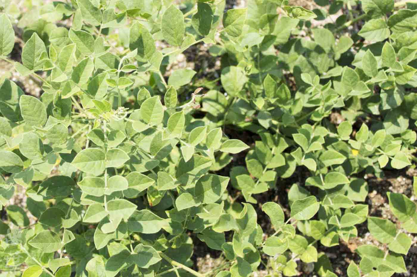 野草酵素萬葉[まんよう]の原材料かんぞう(甘草)