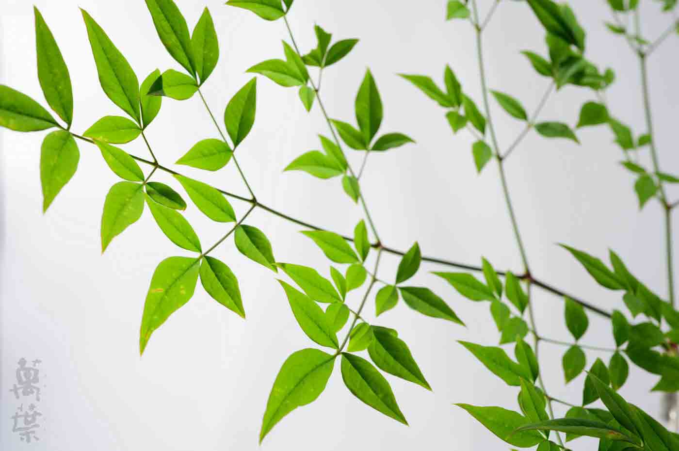 野草酵素萬葉[まんよう]の原材料なんてんのは(南天の葉)