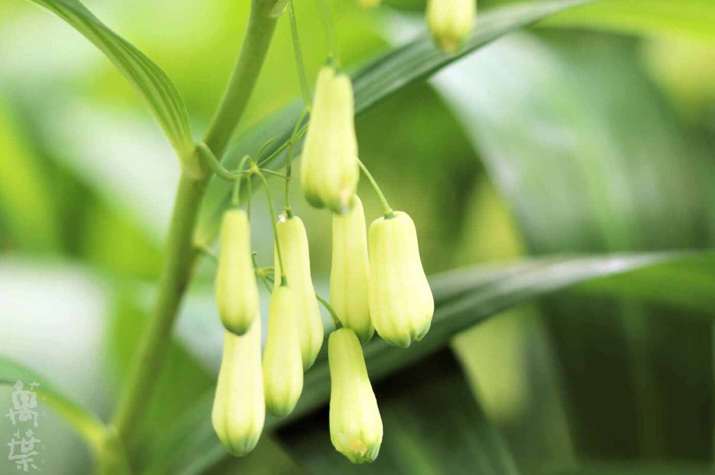 野草酵素萬葉[まんよう]の原材料あまどころの花(甘野老の花)