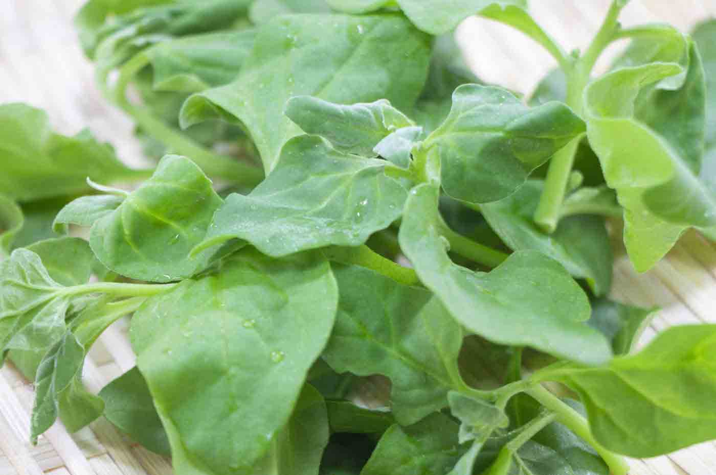 野草酵素萬葉[まんよう]の原材料つるな(蔓菜)