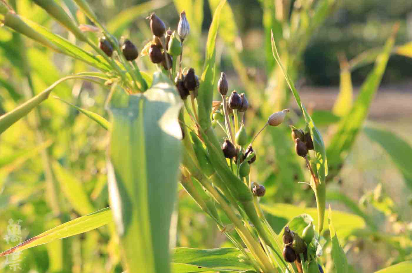 野草酵素萬葉[まんよう]の原材料はとむぎ(鳩麦)