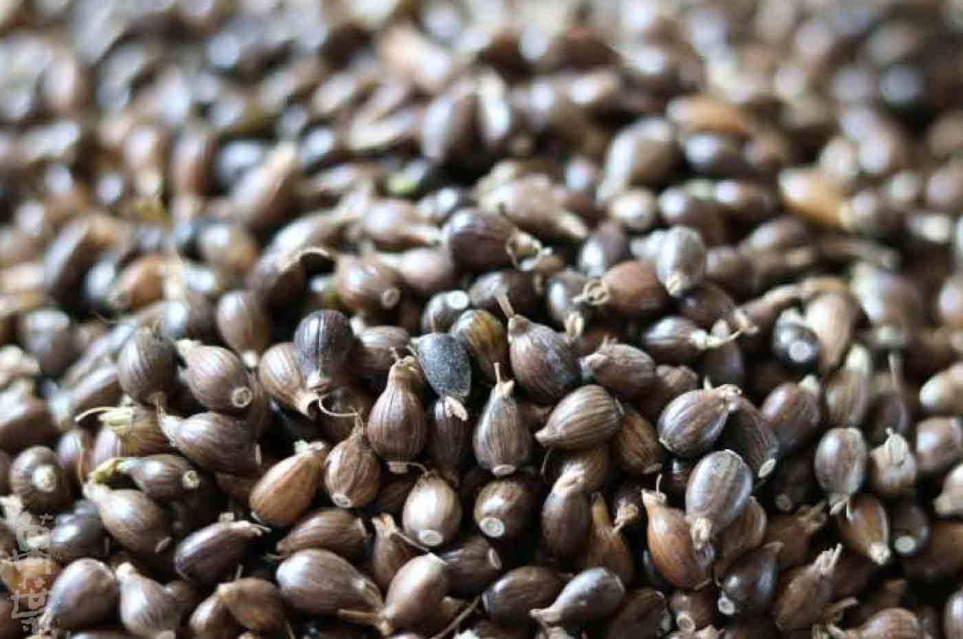 野草酵素萬葉[まんよう]の原材料ははとむぎのたね(鳩麦の種子)