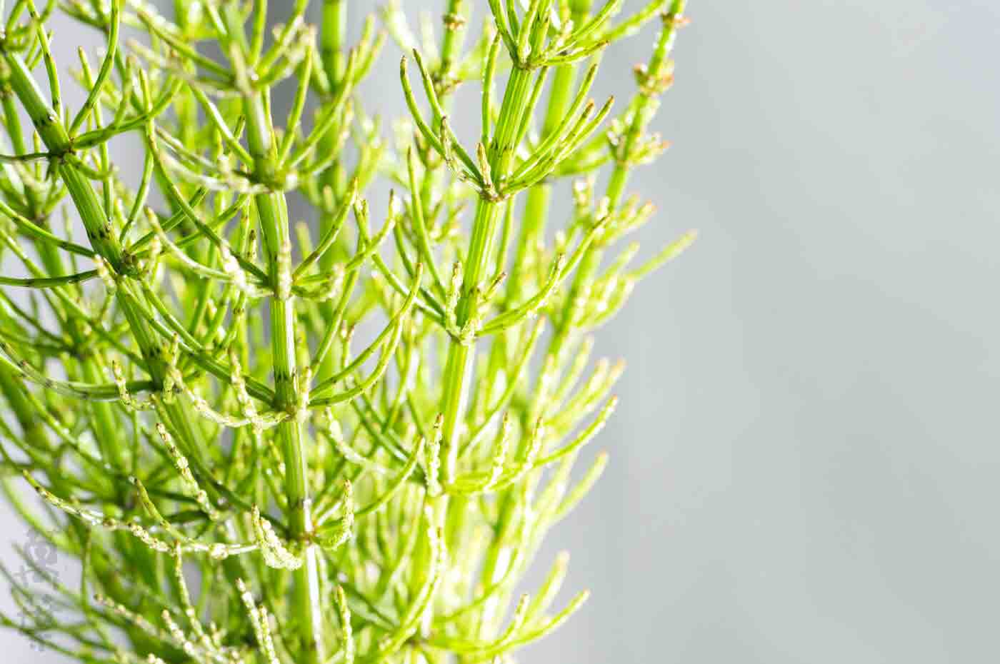 野草酵素萬葉[まんよう]の原材料すぎな(杉菜)