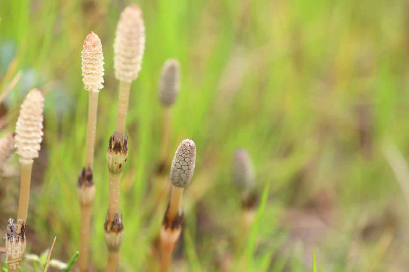 野草酵素萬葉[まんよう]の原材料スギナ(杉菜)の胞子茎ツクシ(土筆)