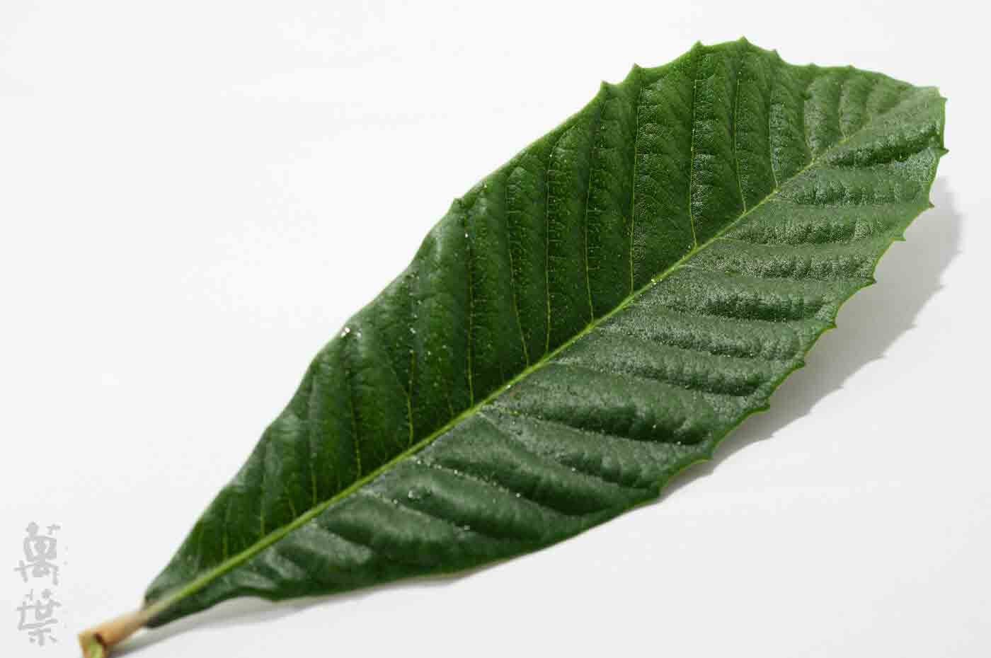 野草酵素萬葉[まんよう]の原材料びわよう(枇杷葉)