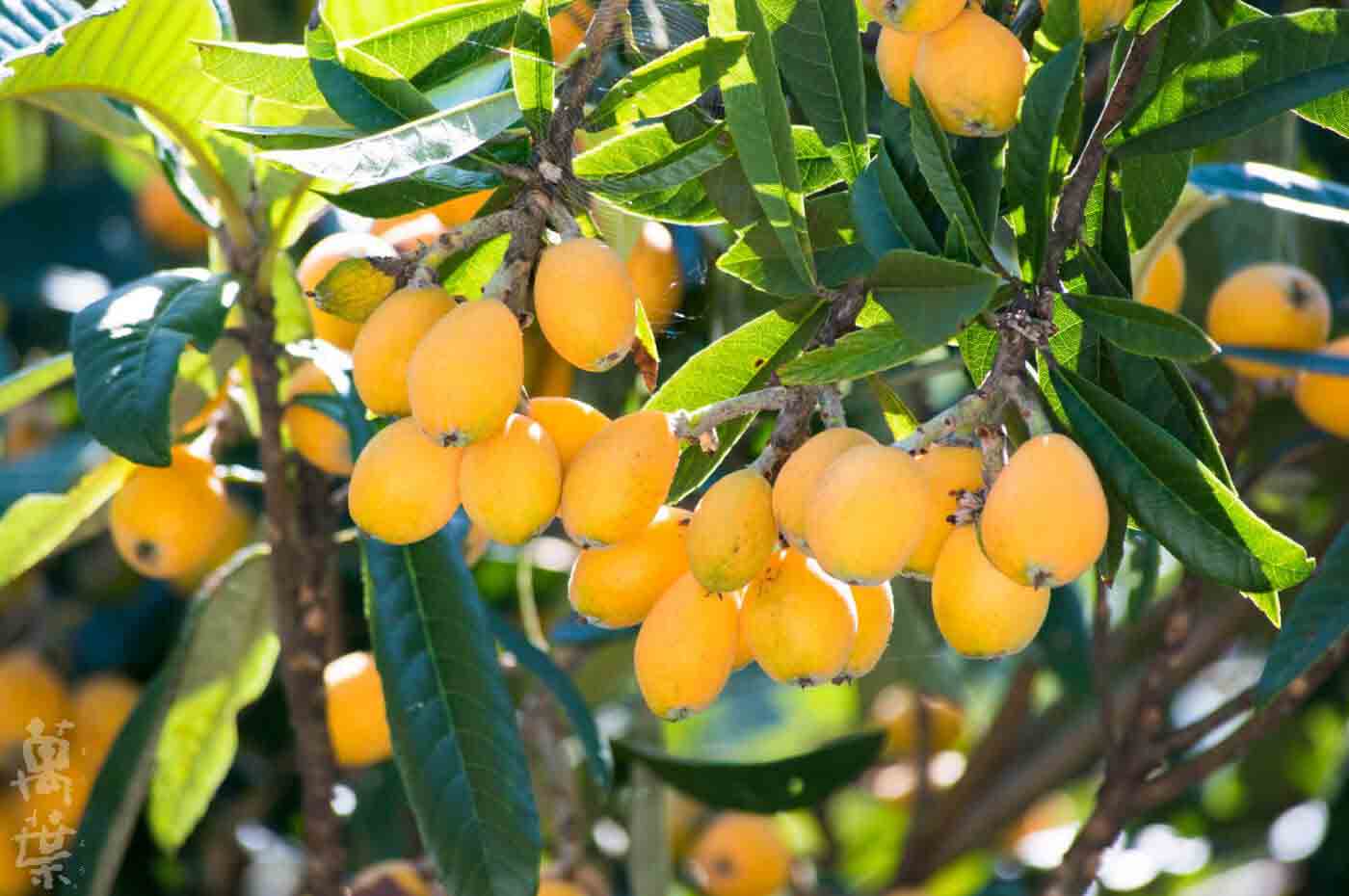 野草酵素萬葉[まんよう]の原材料びわ(枇杷)