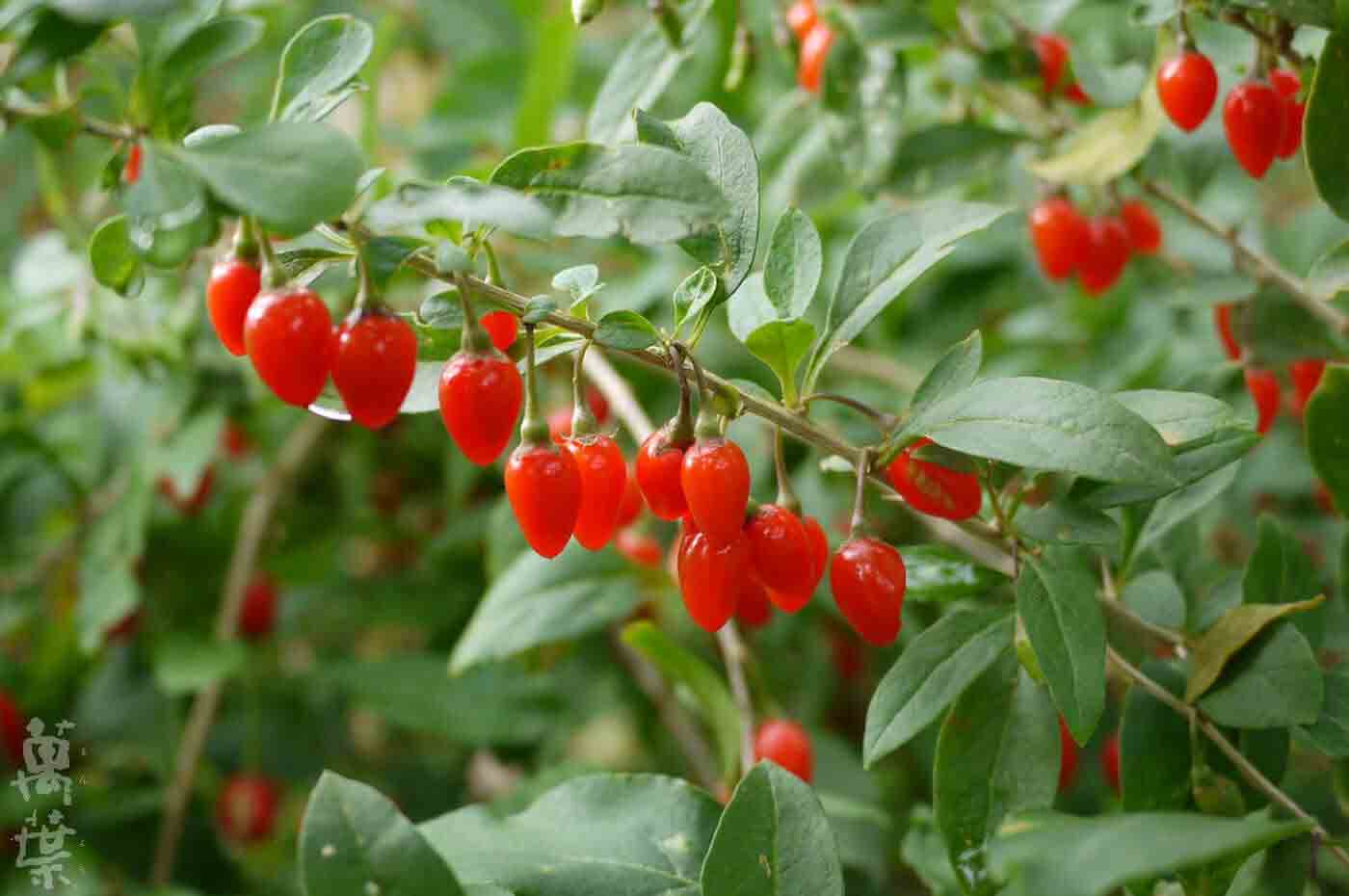 野草酵素萬葉[まんよう]の原材料くこのみ(枸杞の実)