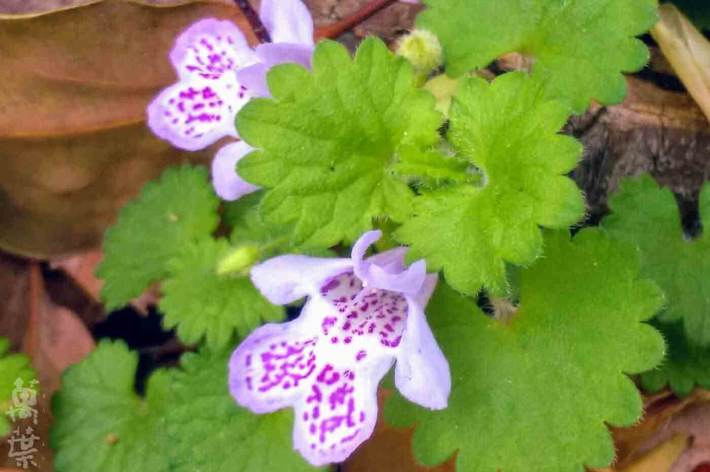 野草酵素萬葉[まんよう]の原材料れんせんそうのはな(連銭草の花)