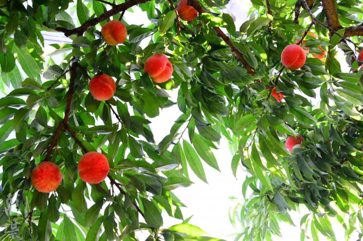 野草酵素萬葉[まんよう]の原材料もも(桃)