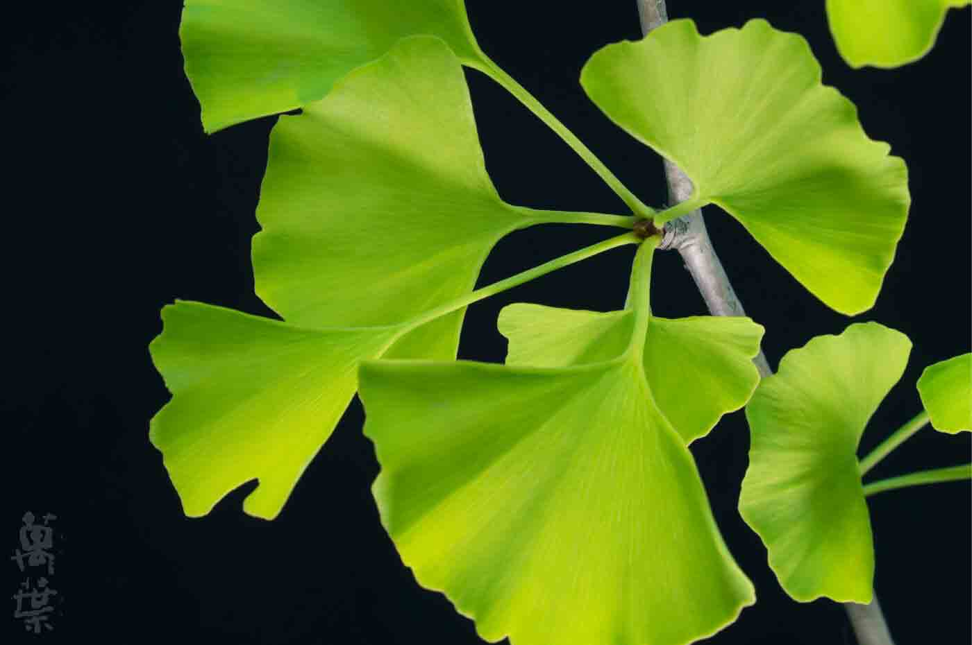 野草酵素萬葉[まんよう]の原材料いちょうは(銀杏葉)