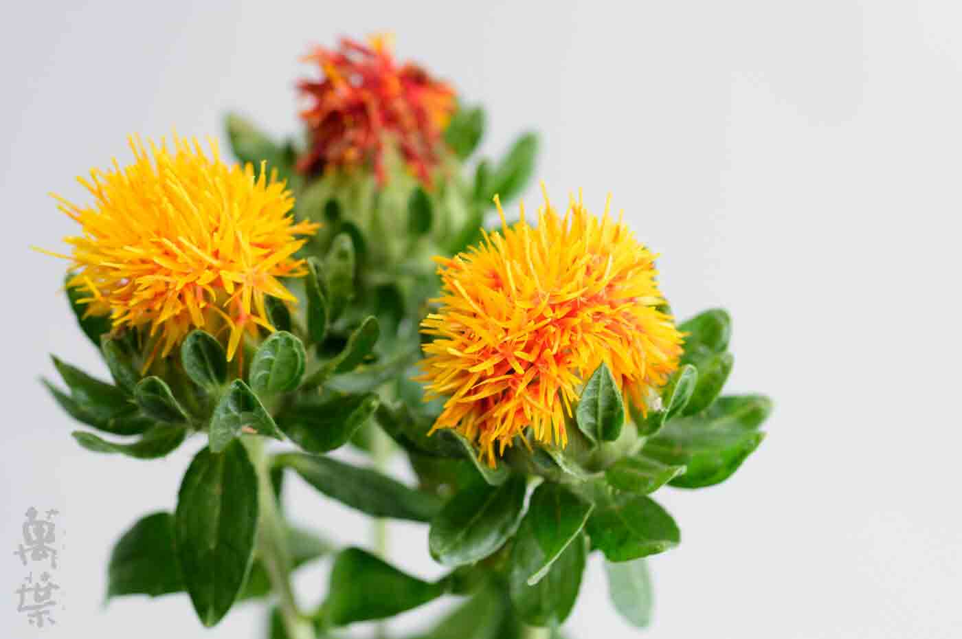 野草酵素萬葉[まんよう]の原材料べにばな(紅花)