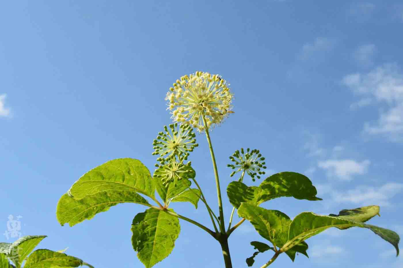 野草酵素萬葉[まんよう]の原材料えぞうこぎのはな(蝦夷五加の花)