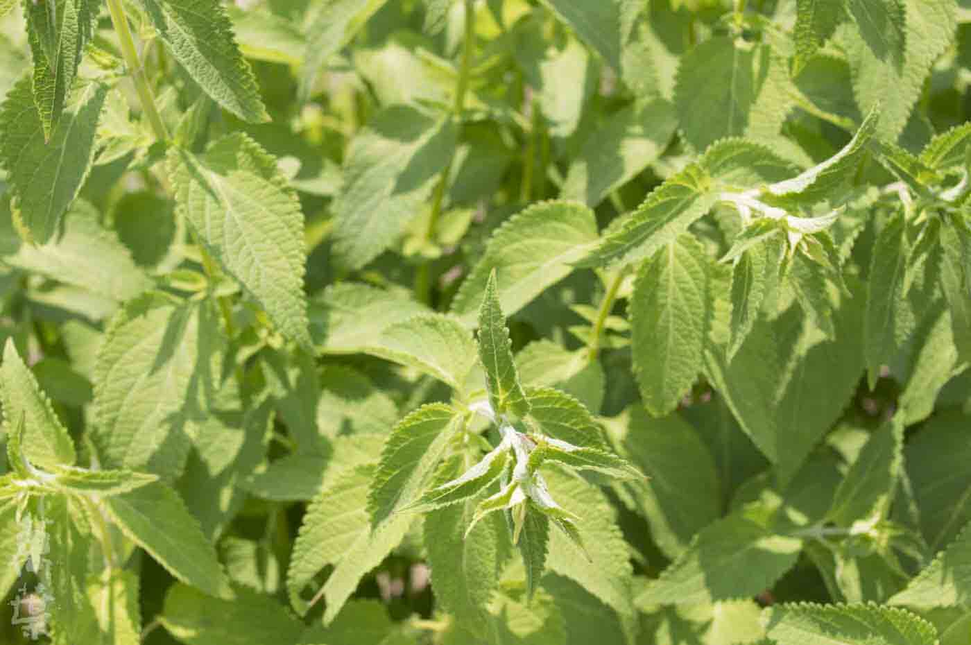 野草酵素萬葉[まんよう]の原材料えんめいそう(延命草)