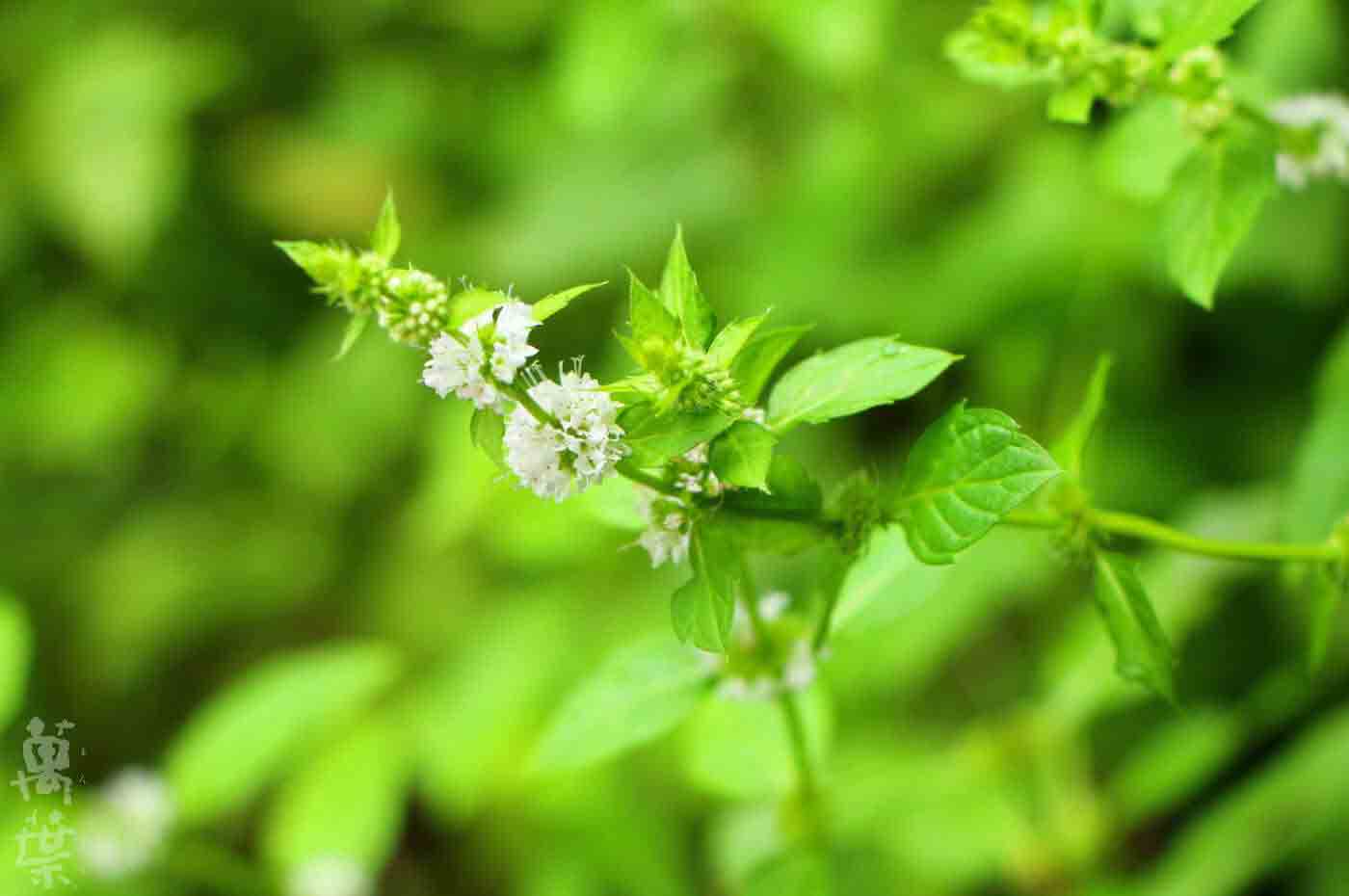 野草酵素萬葉[まんよう]の原材料えんめいそうのはな(延命草の花)