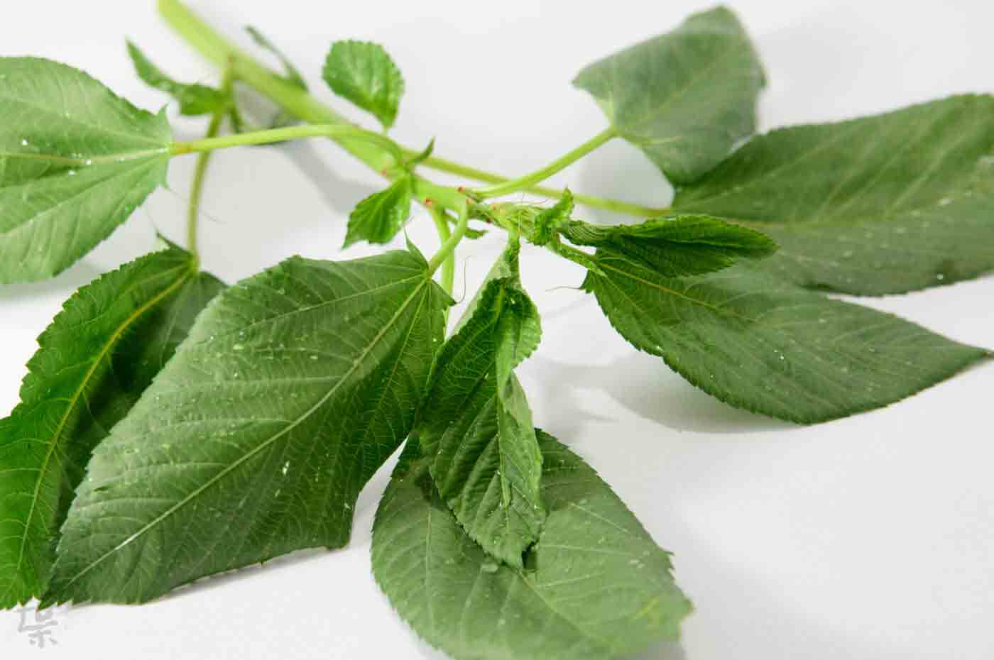 野草酵素萬葉[まんよう]の原材料もろへいや(縞綱麻)