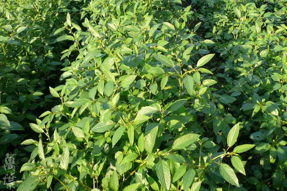 野草酵素萬葉[まんよう]の原材料もろへいや(縞綱麻)