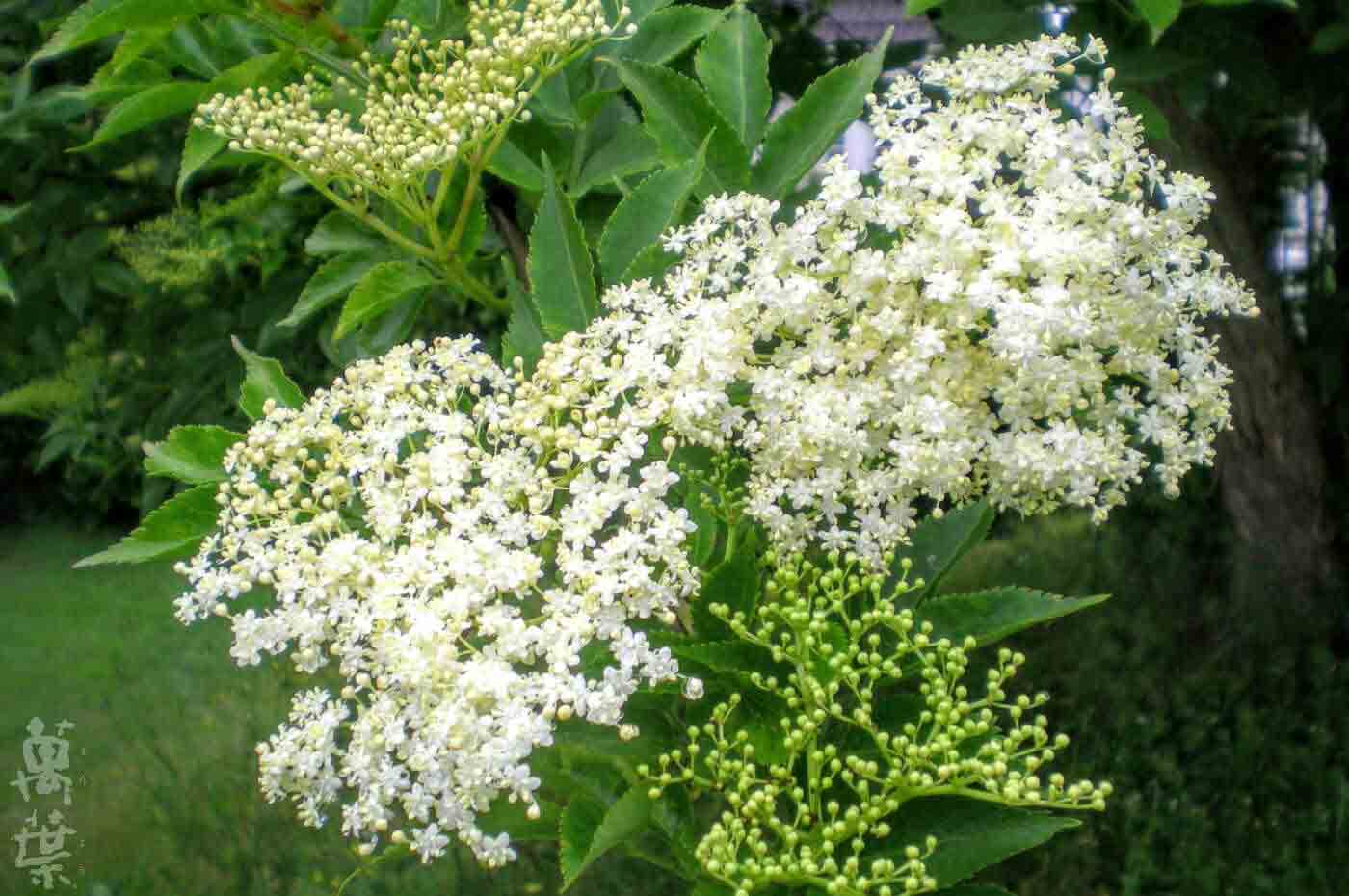 野草酵素萬葉[まんよう]の原材料せっこつぼくのはな(接骨木の花)