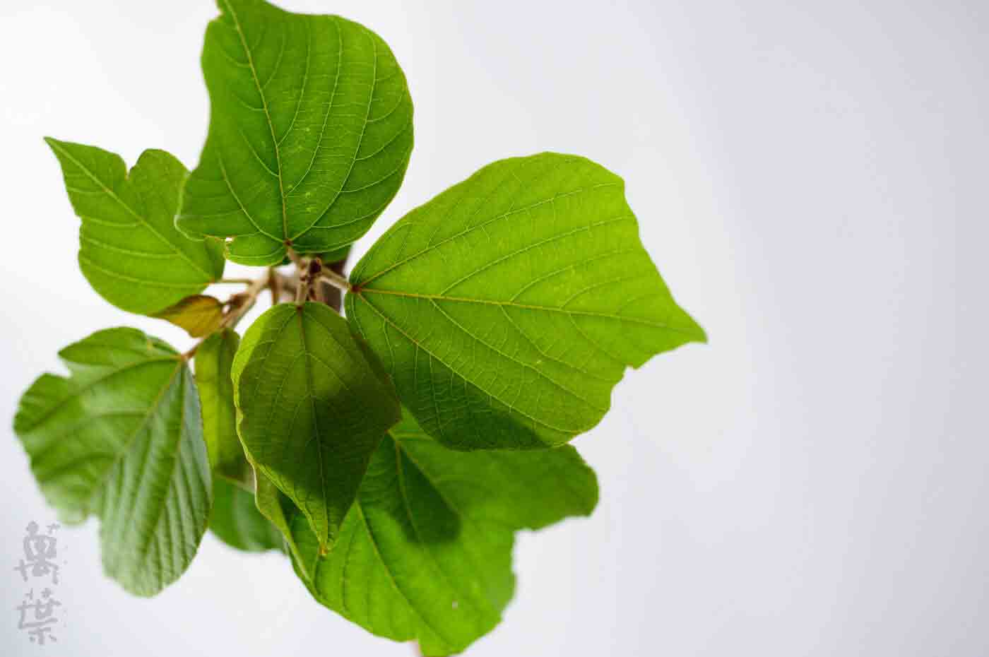 野草酵素萬葉[まんよう]の原材料あかめがしわ(赤芽槲)