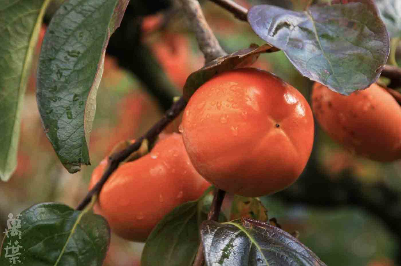 野草酵素萬葉[まんよう]の原材料かき(柿)