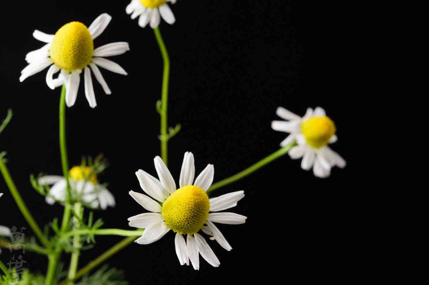 野草酵素萬葉[まんよう]の原材料かみつれのはな(加密列の花)