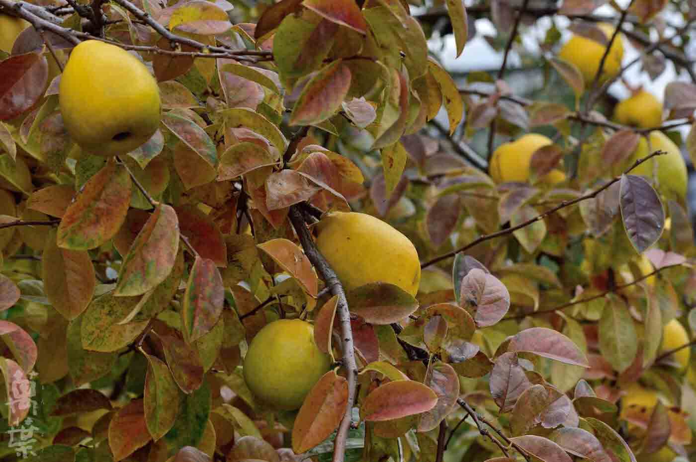 野草酵素萬葉[まんよう]の原材料かりんのはな(榠樝の実)