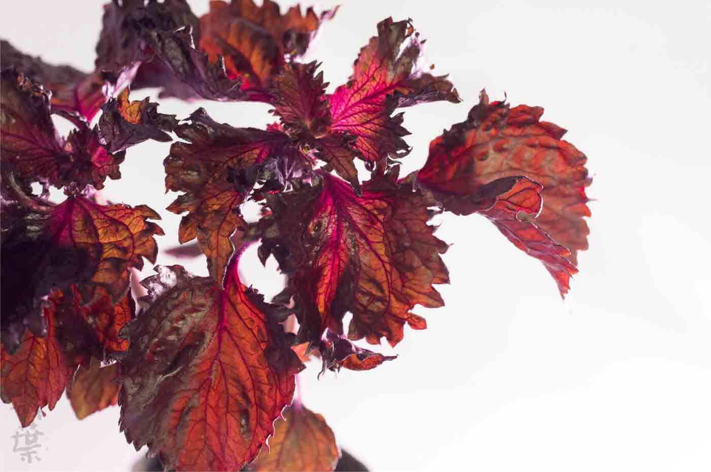 野草酵素萬葉[まんよう]の原材料しそよう(紫蘇葉)