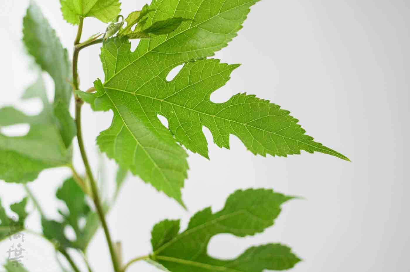 野草酵素萬葉[まんよう]の原材料そうよう(桑葉)