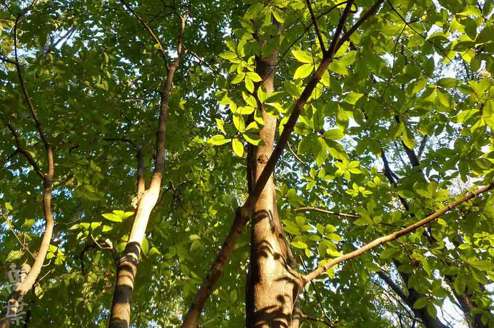 野草酵素萬葉[まんよう]の原材料めぐすりのき(目薬の木)