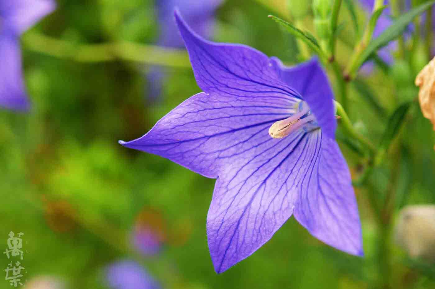 野草酵素萬葉[まんよう]の原材料ききょうのはな(桔梗の花)