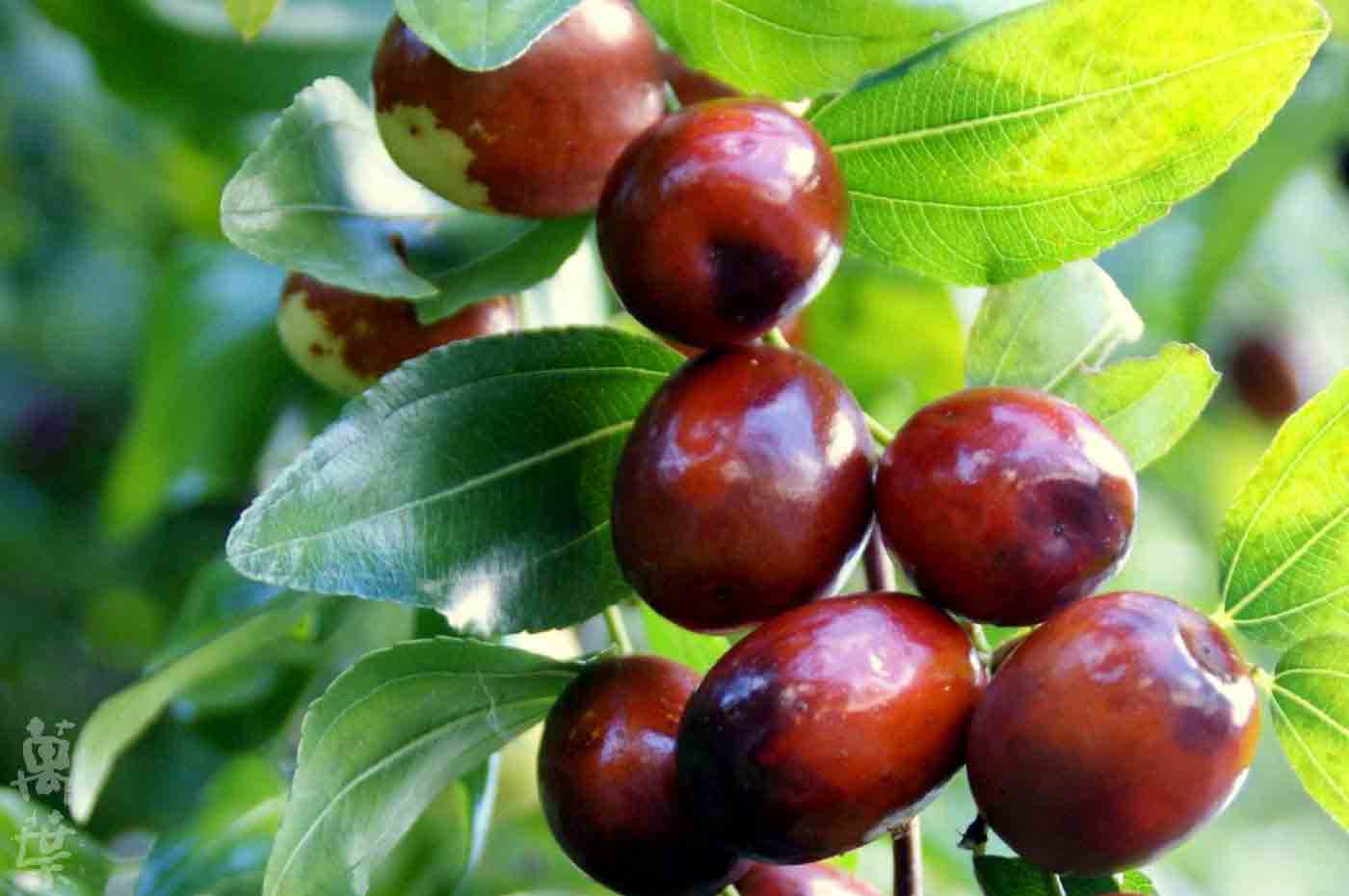 野草酵素萬葉[まんよう]の原材料なつめ(棗)