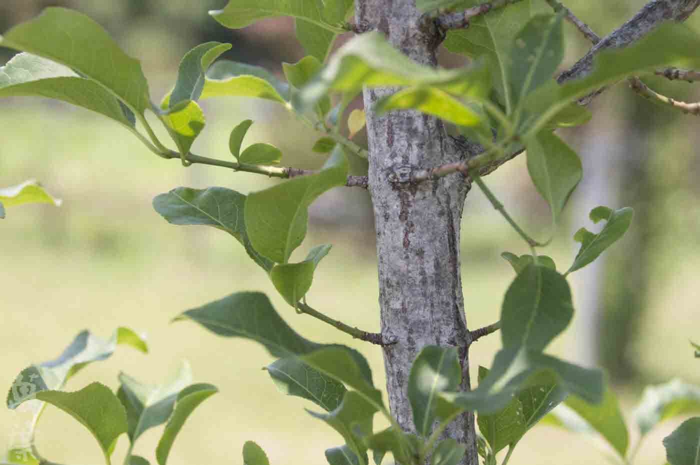 野草酵素萬葉[まんよう]の原材料サラシア