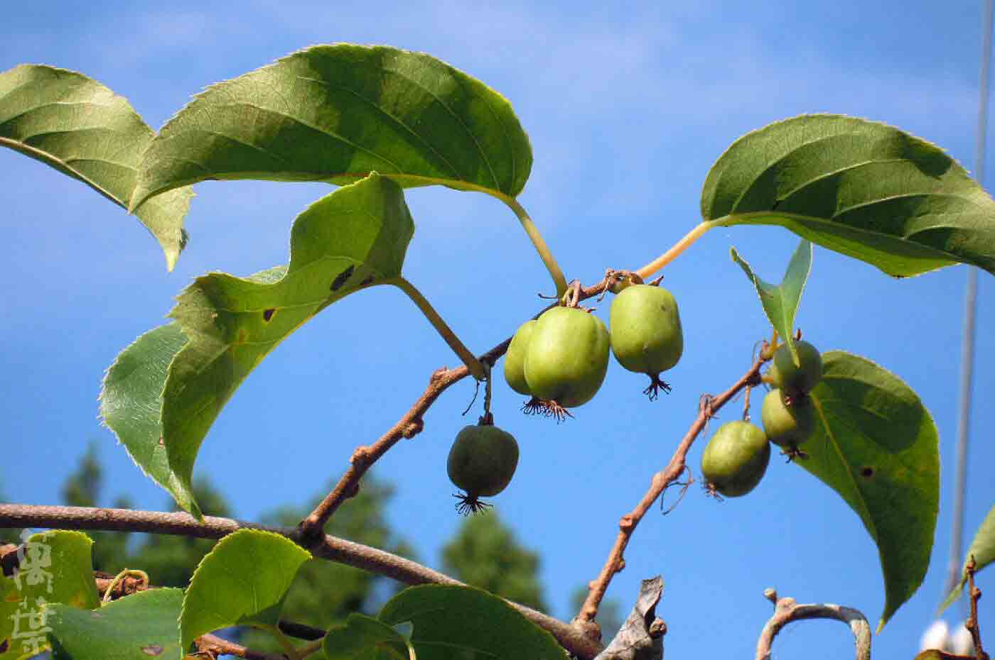 野草酵素萬葉[まんよう]の原材料またたび(木天蓼)