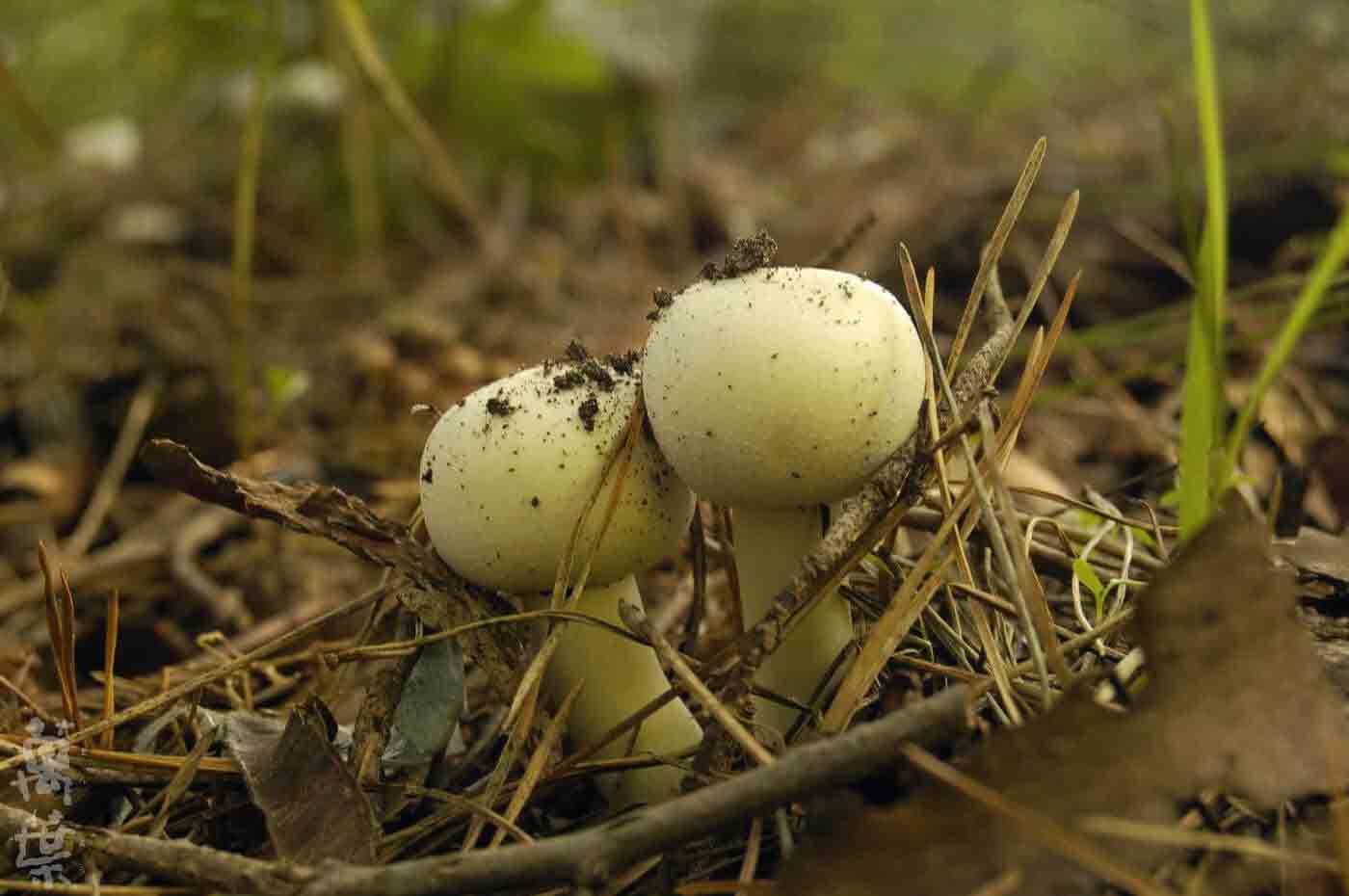 野草酵素萬葉[まんよう]の原材料アガリクス(ニセモリノカサ)