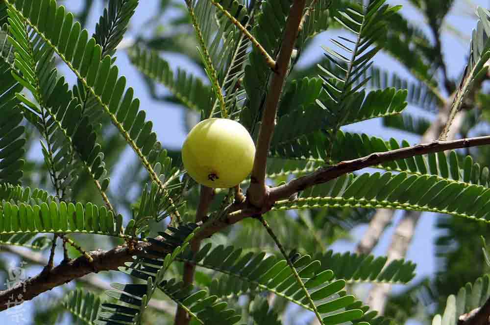野草酵素萬葉[まんよう]の原材料アムラ(余甘)