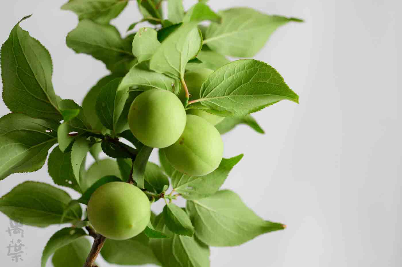 野草酵素萬葉[まんよう]の原材料うめ(梅)