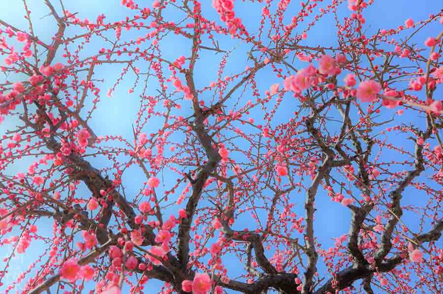 野草酵素萬葉[まんよう]の原材料たまねぎ(玉葱)