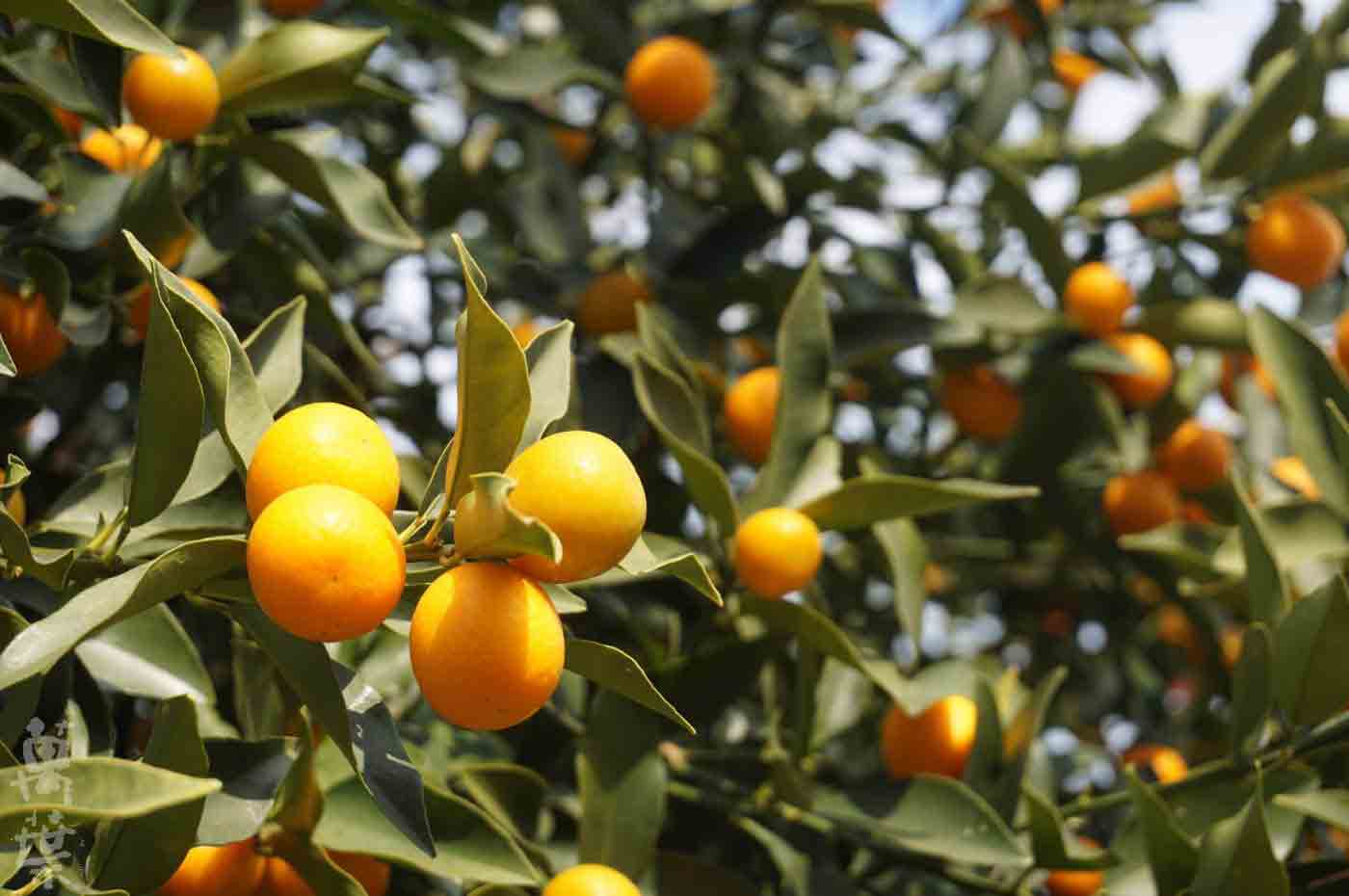 野草酵素萬葉[まんよう]の原材料きんかんのき(金柑の木)