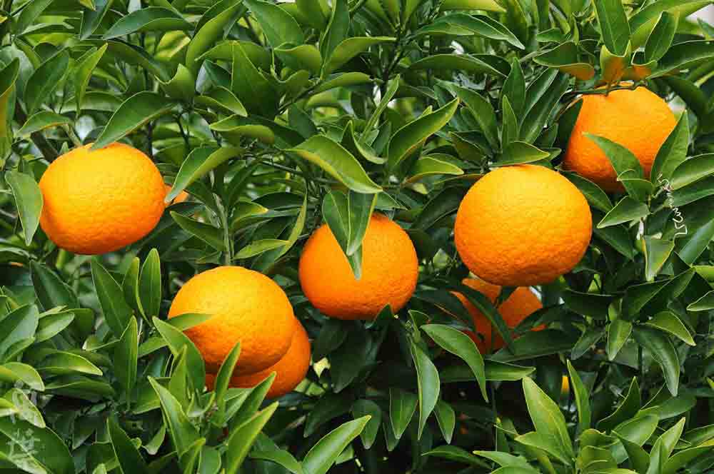 野草酵素萬葉[まんよう]の原材料みかん(蜜柑)