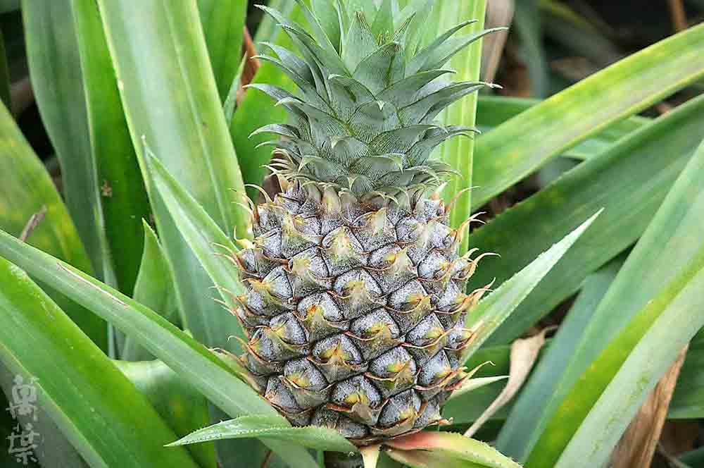 野草酵素萬葉[まんよう]の原材料ぱいなっぷる(鳳梨)