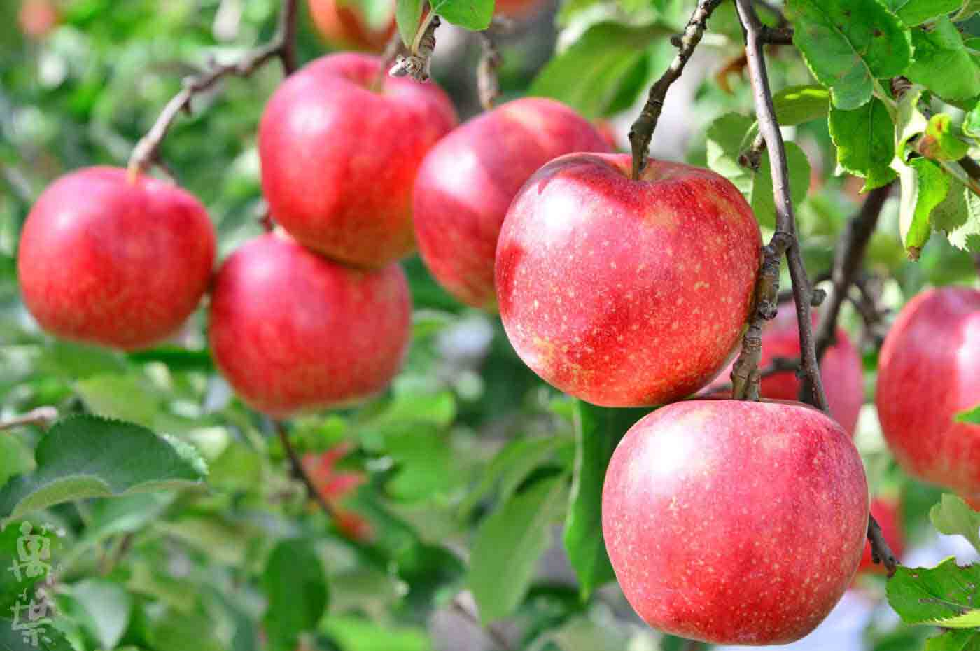 野草酵素萬葉[まんよう]の原材料りんご(林檎)