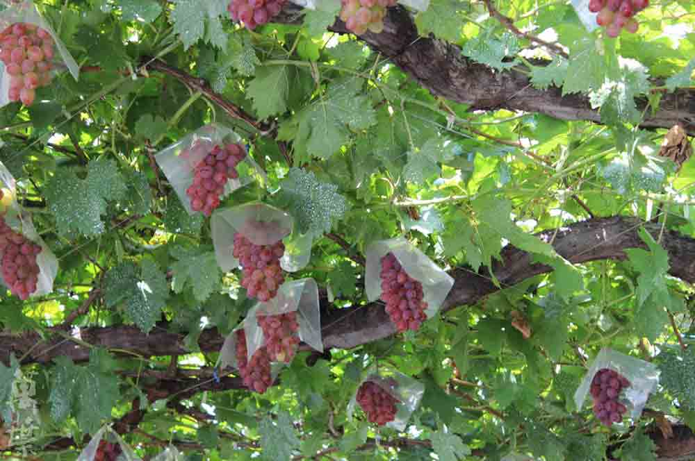 野草酵素萬葉[まんよう]の原材料ぶどう(葡萄)