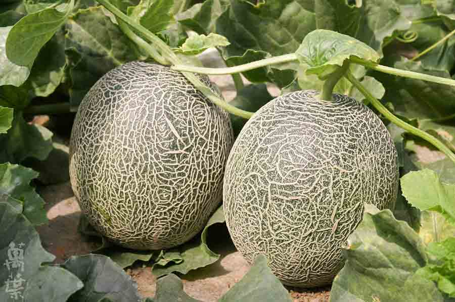 野草酵素萬葉[まんよう]の原材料めろん(甜瓜)