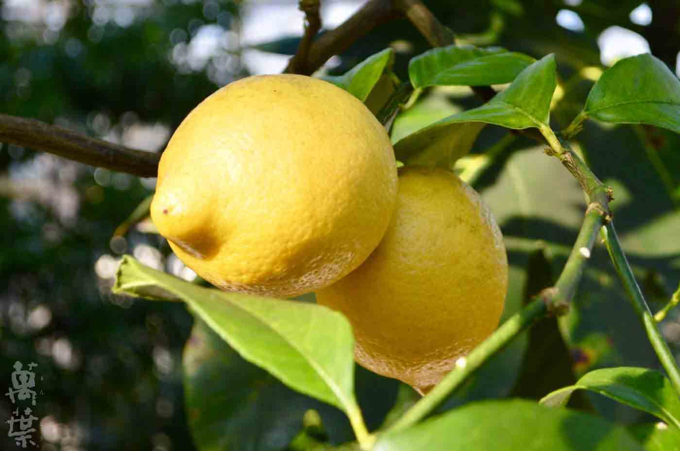 野草酵素萬葉[まんよう]の原材料れもん(檸檬)